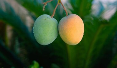 Why mangoes fall before they’re ripe – and how science is helping them hang on