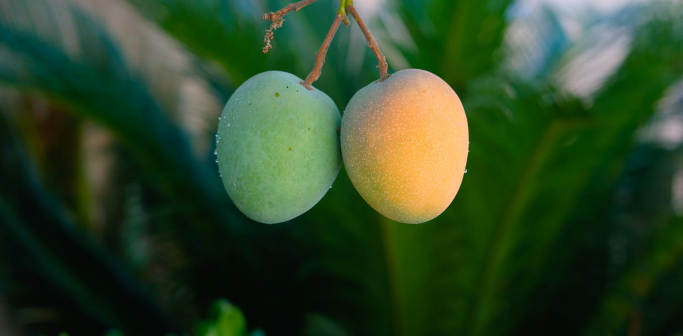 Why mangoes fall before they’re ripe – and how science is helping them hang on