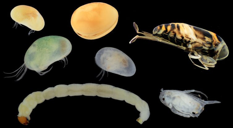 Seven invertebrates can be seen pictured. These include three seed shrimp, one pea shrimp, a water flea, a water boatman and a non-biting midge larvae.