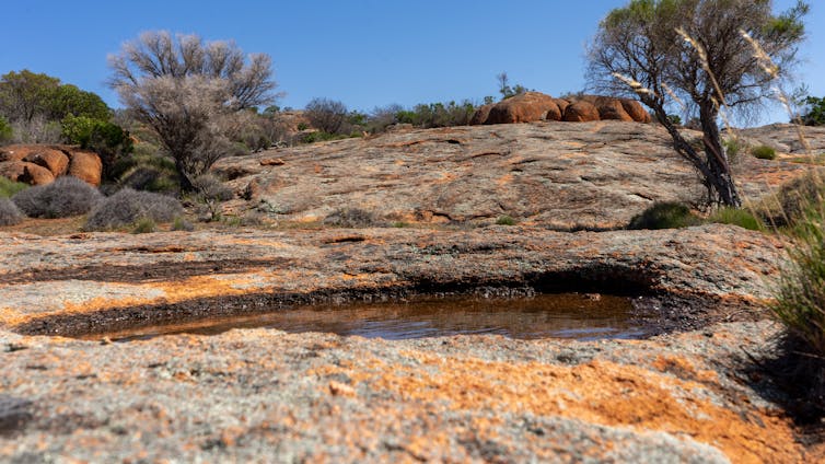 A rock hole in the foreground, with tree scrub in the background.