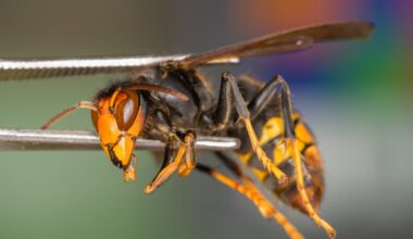 NZ now has a narrow window to stop the Asian yellow-legged hornet – here’s how everyone can help