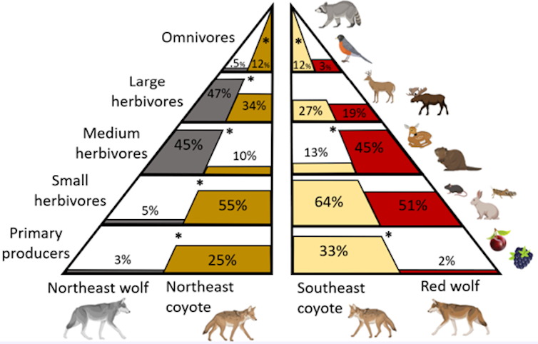 A diagram showing the diets of wolves and coyotes