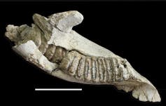 A pale grey Stegodon jawbone with ridged molar, set against a plain black backround and white scale bar.