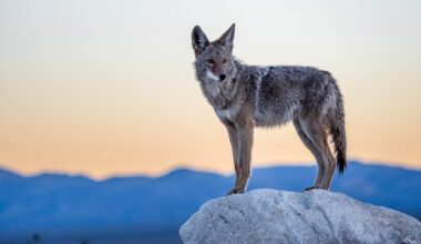 With wolves absent from most of eastern North America, can coyotes replace them?