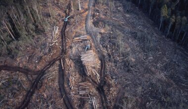 Australia has new laws to protect nature. Do they signal an end to native forest logging?
