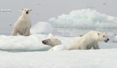 Researchers witness rare polar bear adoption, capturing video of female caring for cub that was not her own