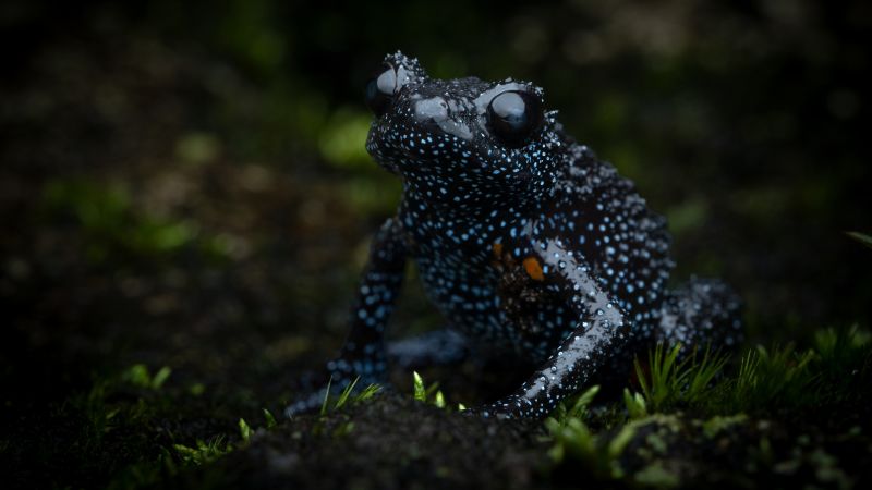 Galaxy frog: Unethical photography threatens these beautiful frogs in India