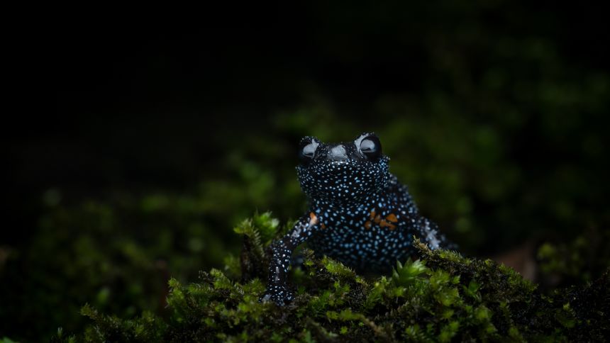 Galaxy Frogs are exclusively found in India's Western Ghat mountains, where they shelter in damp crevices beneath rocks, fallen leaves and decaying logs.