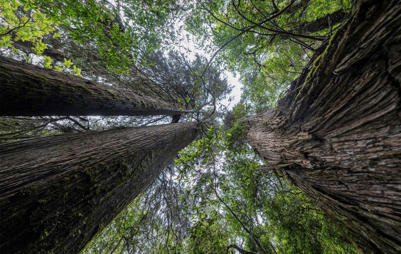 Giant trees at the national nature reserve of the Yarlung Tsangpo Grand Canyon in Bome county, Tibet, on June 15, 2023.