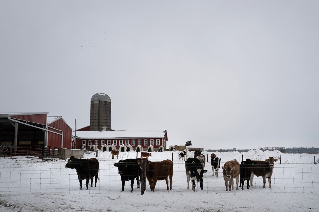 Cattle feed on a farm on December 9 near Belvidere, Illinois. The Trump administration recently unveiled a $12 billion aid package to help struggling farmers hurt by the President's trade policies.