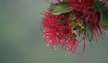 ‘Bit uncertain’: Christmas weather not shaping up well