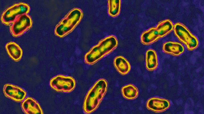 Volcanic eruption led to the Black Death pandemic, study suggests