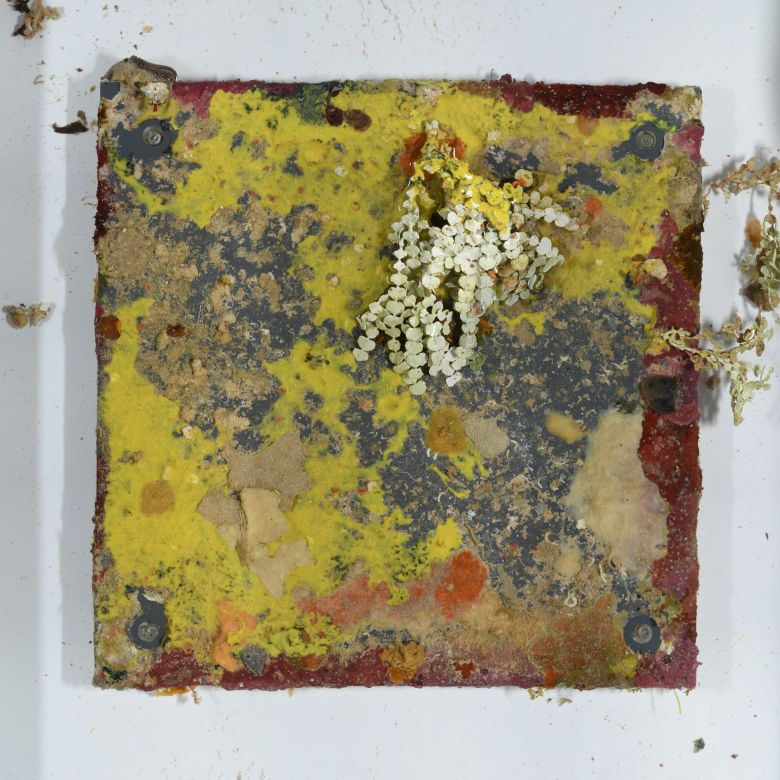 The surface of one of the reef monitors collected by divers from Guam's deep reefs.