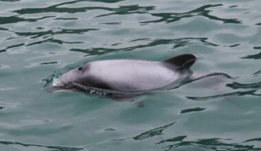 Rare dolphin sighted in NZ waters