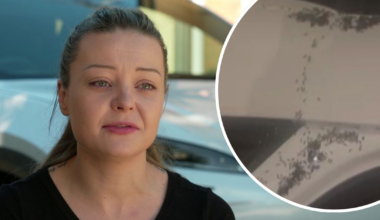 BYD Sealion: Woman discovers thousands of ants in new car