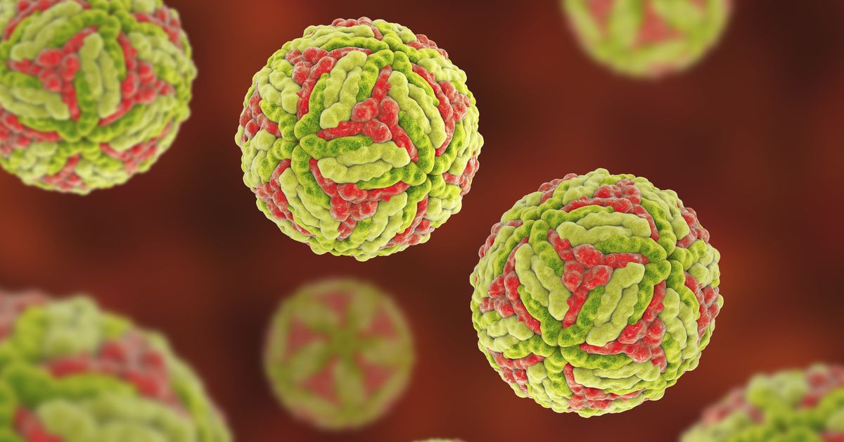 Japanese enchepalitis detected in rural Victoria