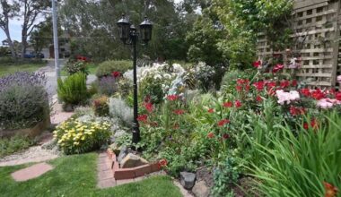 Aleida spends hours tending to her garden everyday, but the local council says her flowers pose a threat.