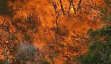 Warning that NSW is facing 'catastrophic risk' due to bushfire unpreparedness