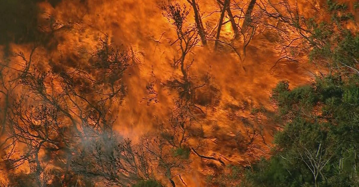 Warning that NSW is facing 'catastrophic risk' due to bushfire unpreparedness