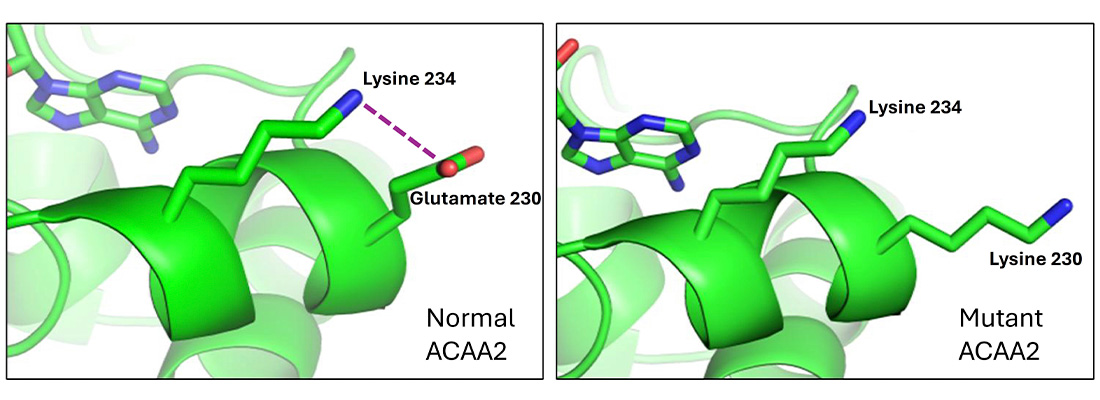 Normal interaction between two amino acids