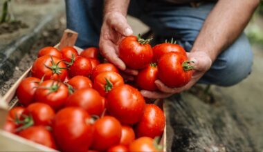 Behind the scenes of flavor and innovation: Introducing “Tomato Talks”