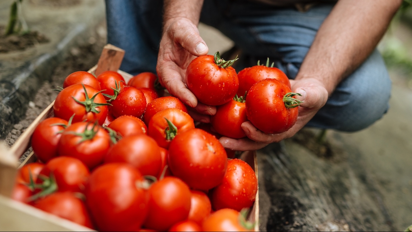 Behind the scenes of flavor and innovation: Introducing “Tomato Talks”