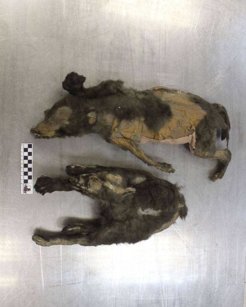 The well-preserved remains of 14,000-year-old wolf cub siblings were found in northern Siberia in 2011 and 2015.
