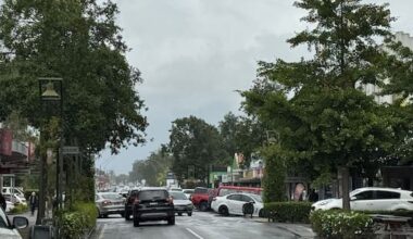 Trees face the chop in Masterton CBD
