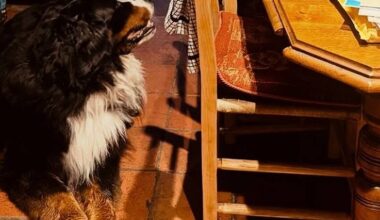 Michael D Higgins and Misneach 'settling in very well to new Galway home'