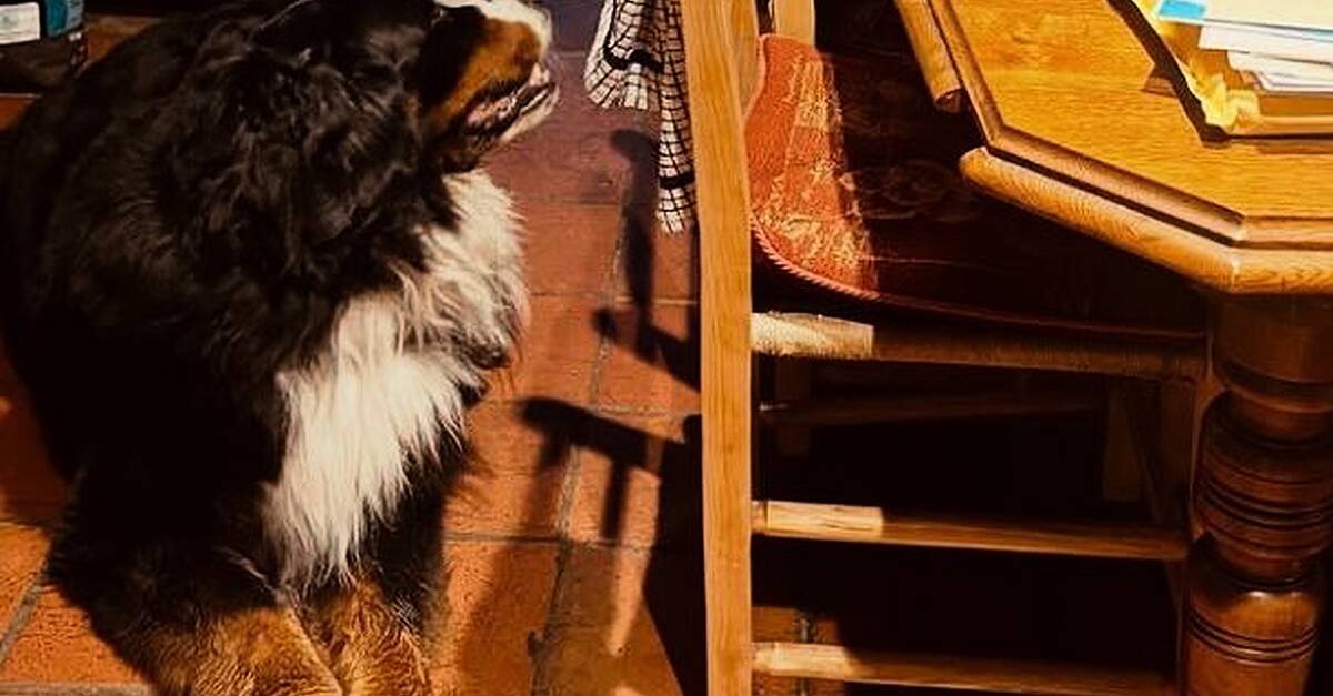 Michael D Higgins and Misneach 'settling in very well to new Galway home'