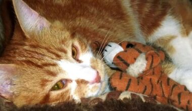 Mo the cat reunited with owner – 14 years after vanishing