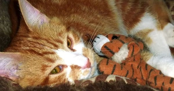 Mo the cat reunited with owner – 14 years after vanishing
