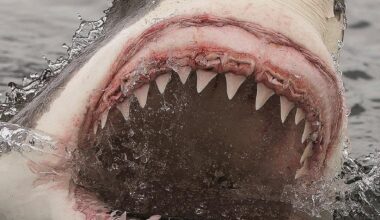 Spear fishing risky, but not swimming