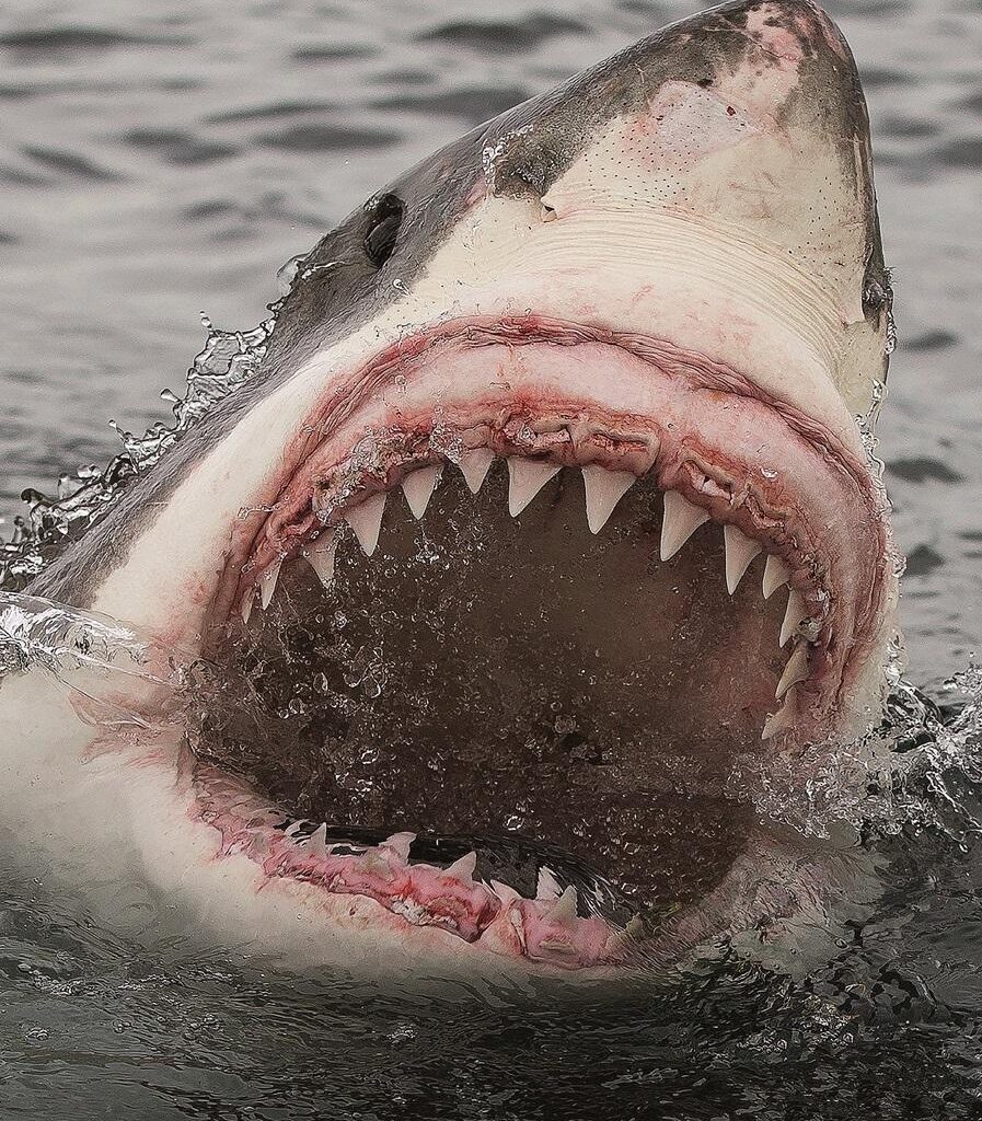 Spear fishing risky, but not swimming