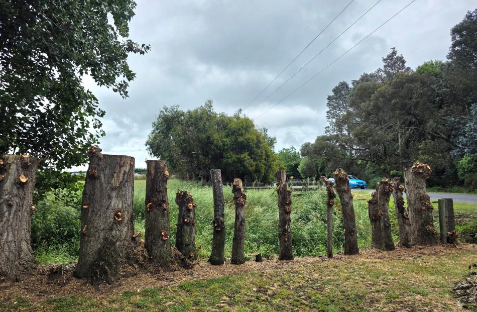 Orion has apologised and paid $1000 to Ellesmere Rd resident Lorraine Youngman for over-trimming...