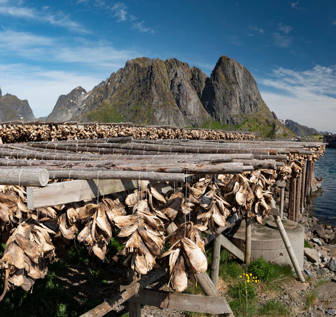 Fish heads are air dried in Lofoten Islands, Norway.