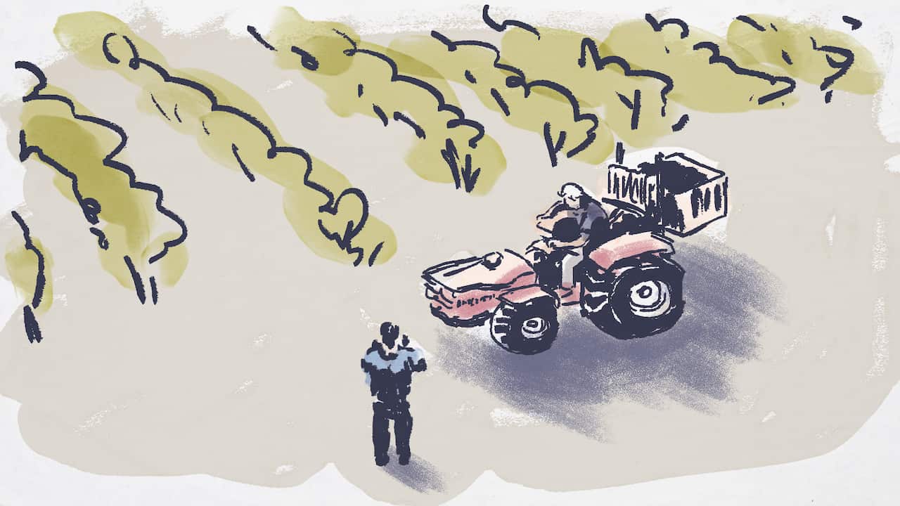 A watercolour illustration depicting man standing beside a red tractor in a large vineyard.