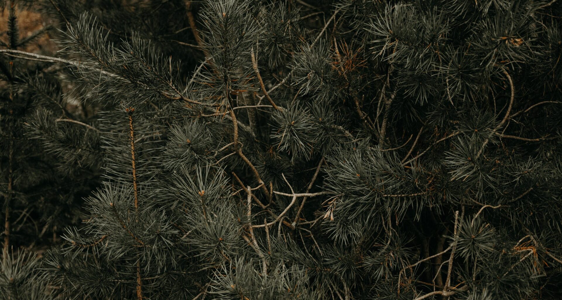 Christmas tree pickup information