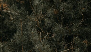 Christmas tree pickup information