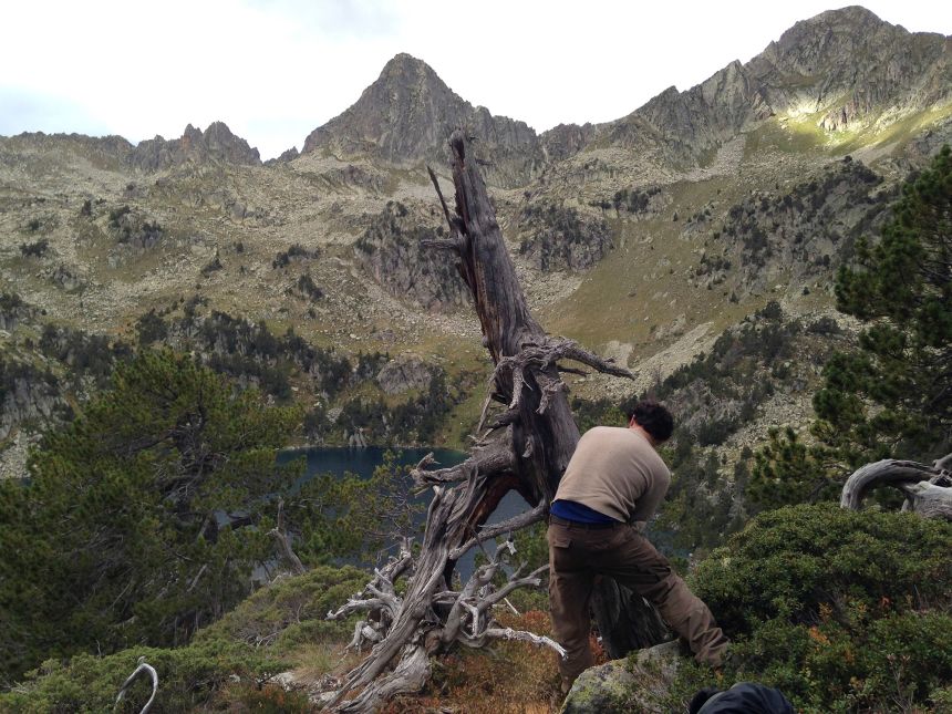 Researchers collecting tree samples in the Pyrenees.