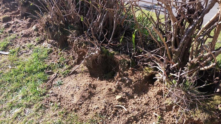 Rabbit damage at Okere Falls property. (Source: Mathew Nash)