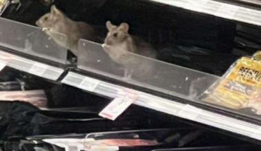 Woolworths admits failures over rat infestation at Dunedin supermarket