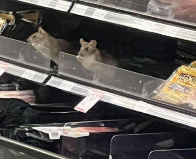 Woolworths admits failures over rat infestation at Dunedin supermarket
