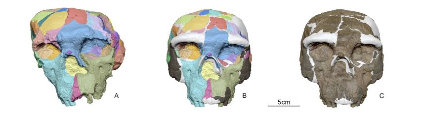 Scientists used digital techniques to reconstruct a squashed skull.