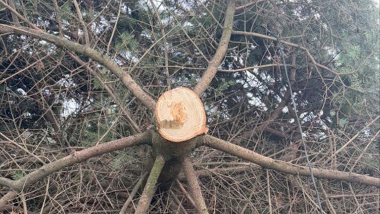 The tree had been growing in the village for more than a decade. Pic: Durham Police/PA  