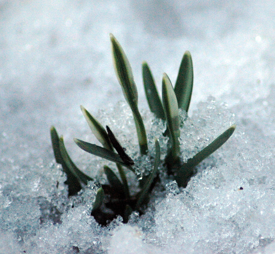 Four Reasons I Am Not Sweating the Supreme Court Texas Decision GNR