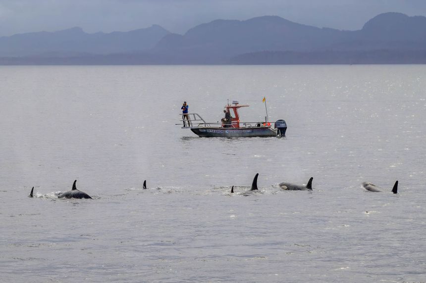 The research vessel Steller Quest was used to tag the killer whales.