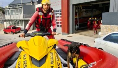 NSRI Hermanus Rescues Dog From Rocks, Appeals for Owner to…