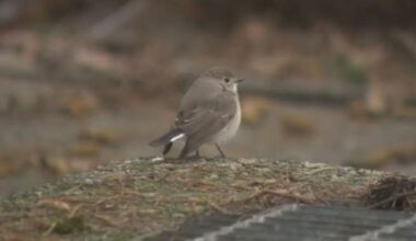 Bird never seen before in Canada draws crowds to Vancouver park