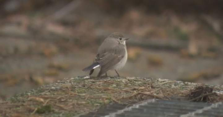 Bird never seen before in Canada draws crowds to Vancouver park